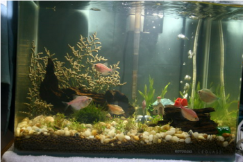 用uv燈殺菌魚(yú)缸更健康