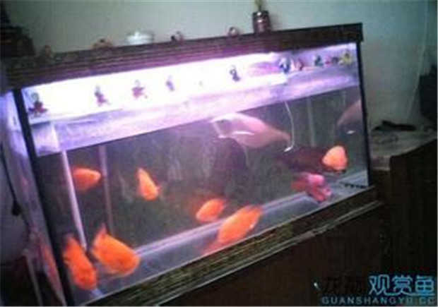 魚缸水族殺菌燈的工作狀態(tài)