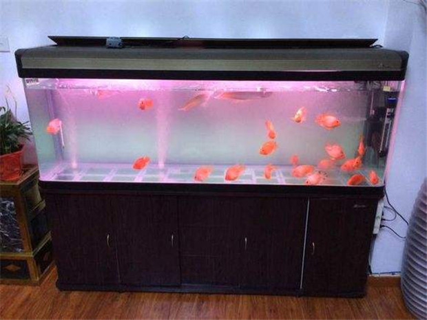 水族殺菌燈在魚缸中工作的樣子