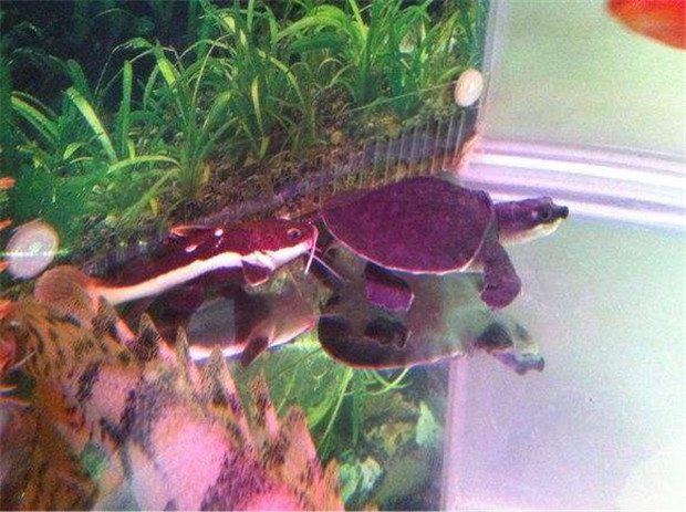 魚(yú)缸u(yù)v燈的最大作用就是殺菌